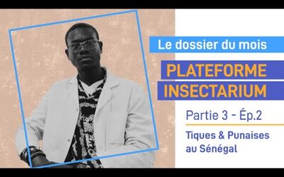 Plateforme insectarium : Tiques & Punaises au Sénégal – Partie 3 Ép.2
