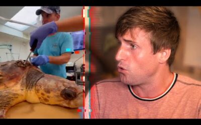 Ils sauvent une tortue au sacrifice de centaines d’autres vies !