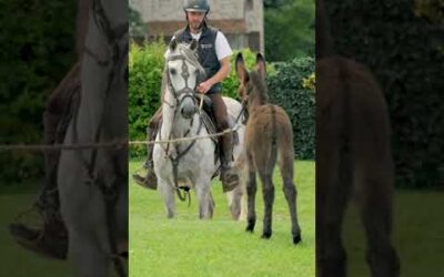 Les aventures d’Olympe, l’anon du Puy du Fou | Puy du Fou #puydufou #puydufou2024 #cuteanimals #ane