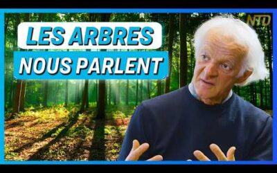 Les arbres ont-ils la faculté de penser ? Ces savoirs anciens que la science confirme ! – E. Zürcher