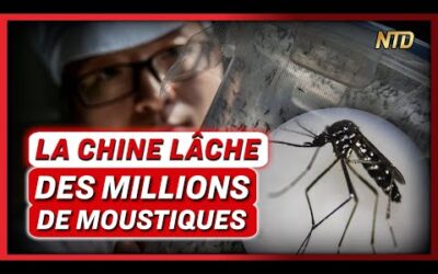 Une usine à moustiques chinoise en lâche des millions ; un virologue tire la sonnette d’alarme