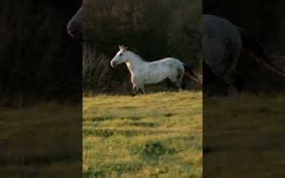 L’hiver de nos chevaux | Puy du Fou