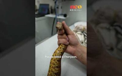 Le vétérinaire des reptiles