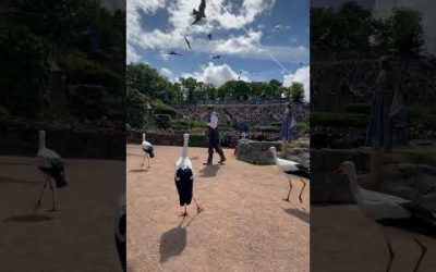 Le Bal des Oiseaux Fantômes 🦅 | Puy du Fou