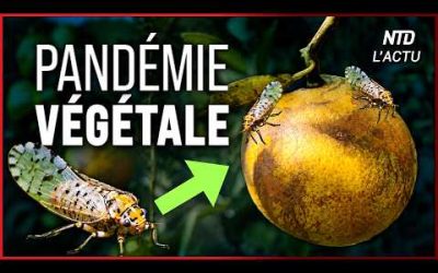Maladie du Dragon jaune : la fin du jus d’orange ?