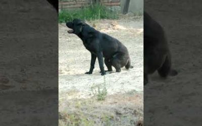 🐶 Vasco, labrador au Puy du Fou