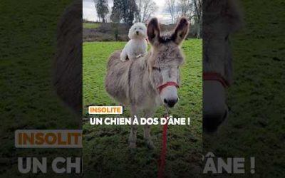 Un chien à dos d’âne !