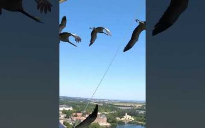 Des oies ou des grues demoiselles ? 🪿 | PUY DU FOU