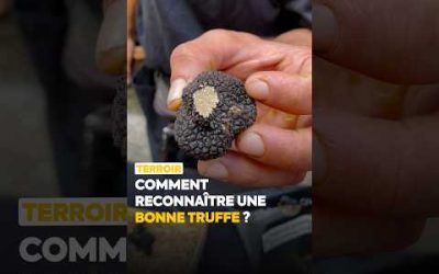 Comment reconnaître une bonne truffe ?